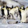 Eisschwund bringt tausenden Kaiserpinguin-Küken den Tod
