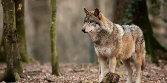 Totes Reh in Fürth: Bauer hat Wolf in Verdacht 