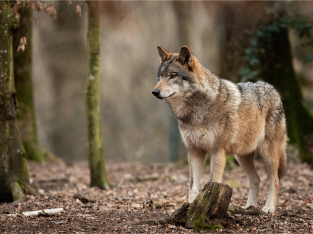 Totes Reh in Fürth: Bauer hat Wolf in Verdacht 
