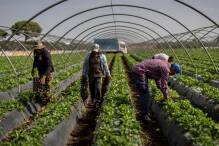 Erdbeeranbau sorgt in Spanien für heftigen Streit 
