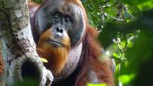 Studie: Orang-Utan heilt Wunde aktiv mit einer Pflanze
