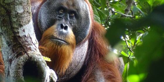 Studie: Orang-Utan heilt Wunde aktiv mit einer Pflanze

