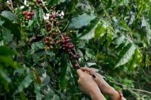 Empfindliche Bohnen: Wie der Klimawandel dem Kaffee zusetzt
