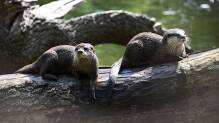 Kampf gegen Speckrollen: Auch Otter brauchen Sport
