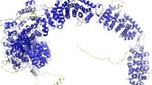 «AlphaFold 3» sagt Struktur aller Moleküle des Lebens voraus
