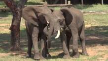 Elefanten passen ihre Begrüßung laut Studie der Situation an
