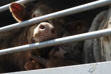 Tiertransporte in der EU: Mehr Tierschutz gefordert
