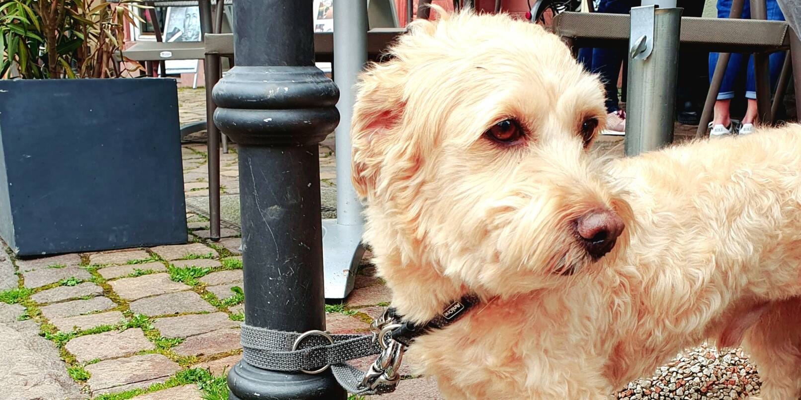 Rüde Sam kostet auf dem Weinheimer Marktplatz einen Becher Hundeeis.
