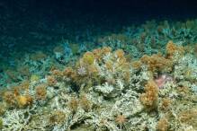 Unberührtes Korallenriff vor Galápagos-Inseln entdeckt
