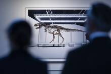 Seltenes T. rex-Skelett für Millionensumme versteigert
