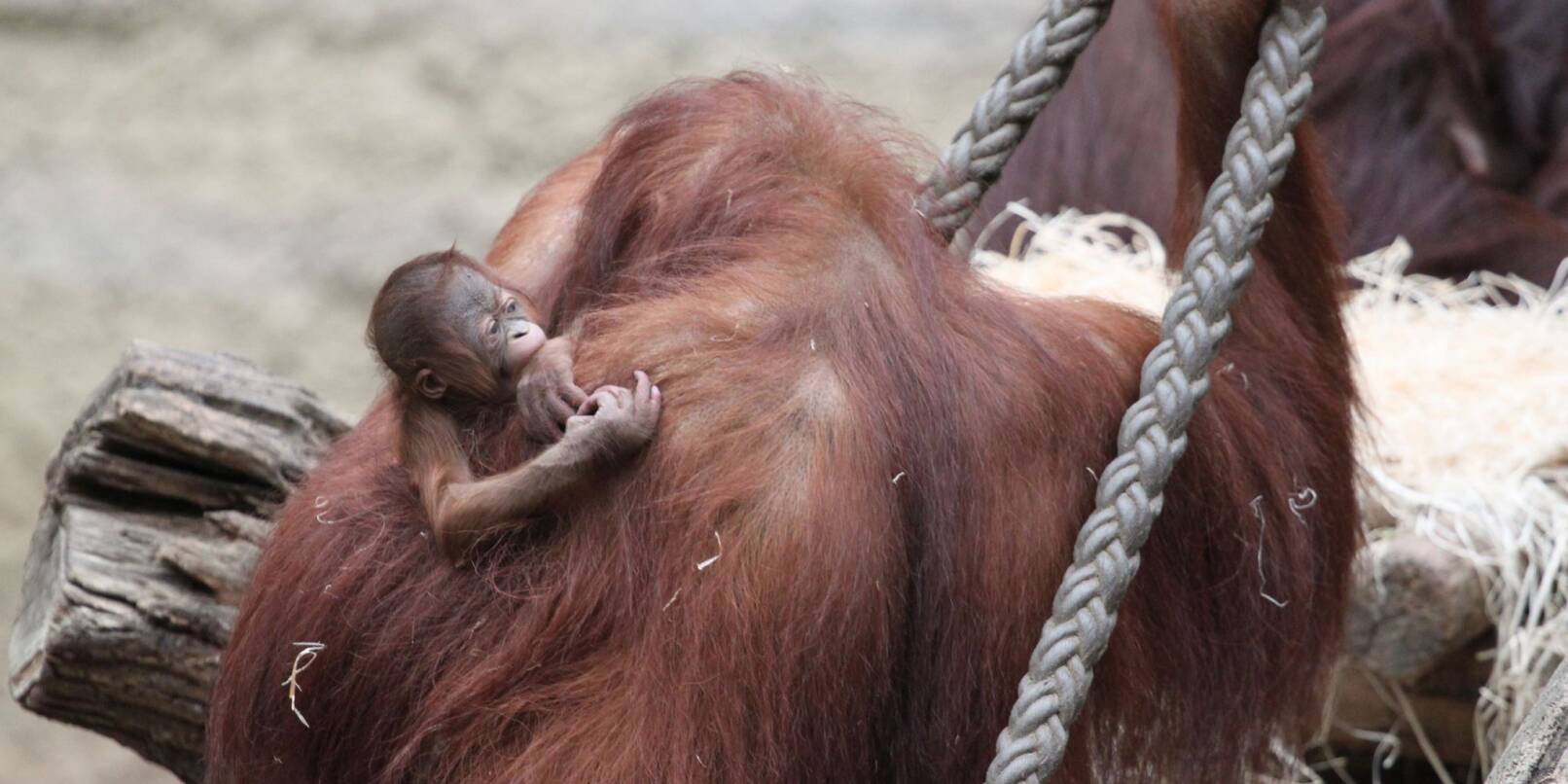 Die Orang-Utan-Mutter Cantik kümmert sich fürsorglich um ihr kleines Mädchen, das am 14. März geboren worden ist.