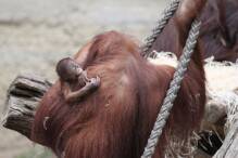 Orang-Utan-Baby im Rostocker Zoo geboren

