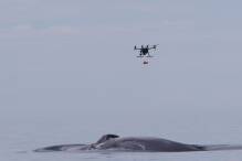 Wissenschaftler statten Wale per Drohne mit Sendern aus 

