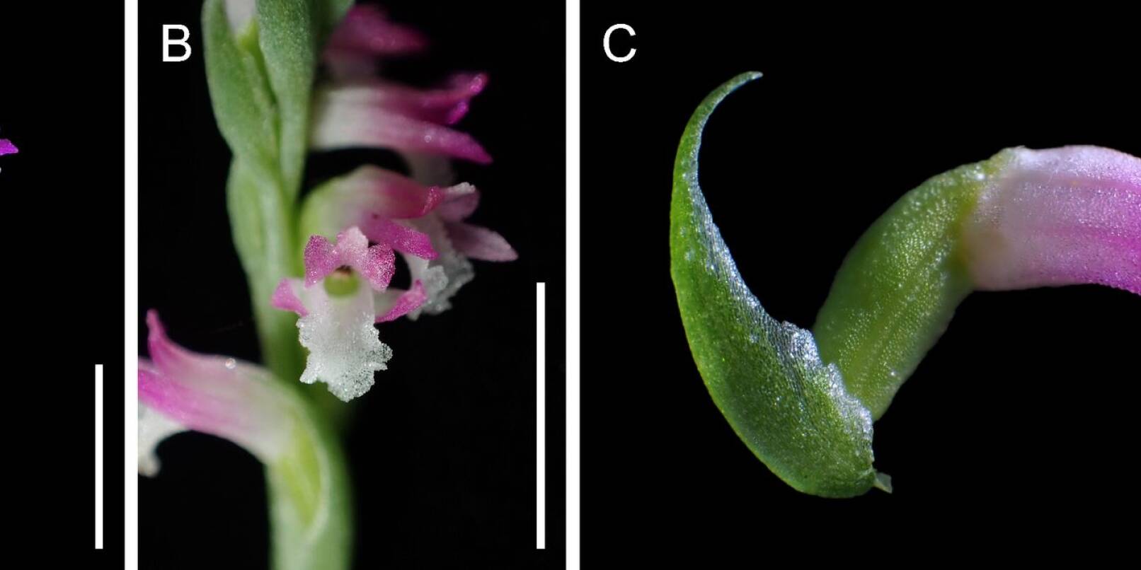 Wissenschaftler zeigen sich begeistert von «Spiranthes hachijoensis»: Mit ihren rosafarbenen Blütenblättern gleiche die neue Orchideen-Art künstlerischen «Glasarbeiten».
