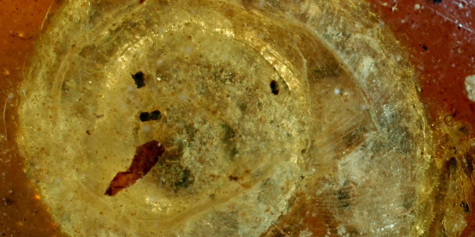 Die fossile Schnecke wurde auf den Namen «Archaeocyclotus brevivillosus» getauft. Besonders auffällig ist ihr mit kurzen und borstigen Haaren bedecktes Haus.