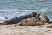 US-Analyse: Vogelgrippe lässt Hunderte Robben verenden
