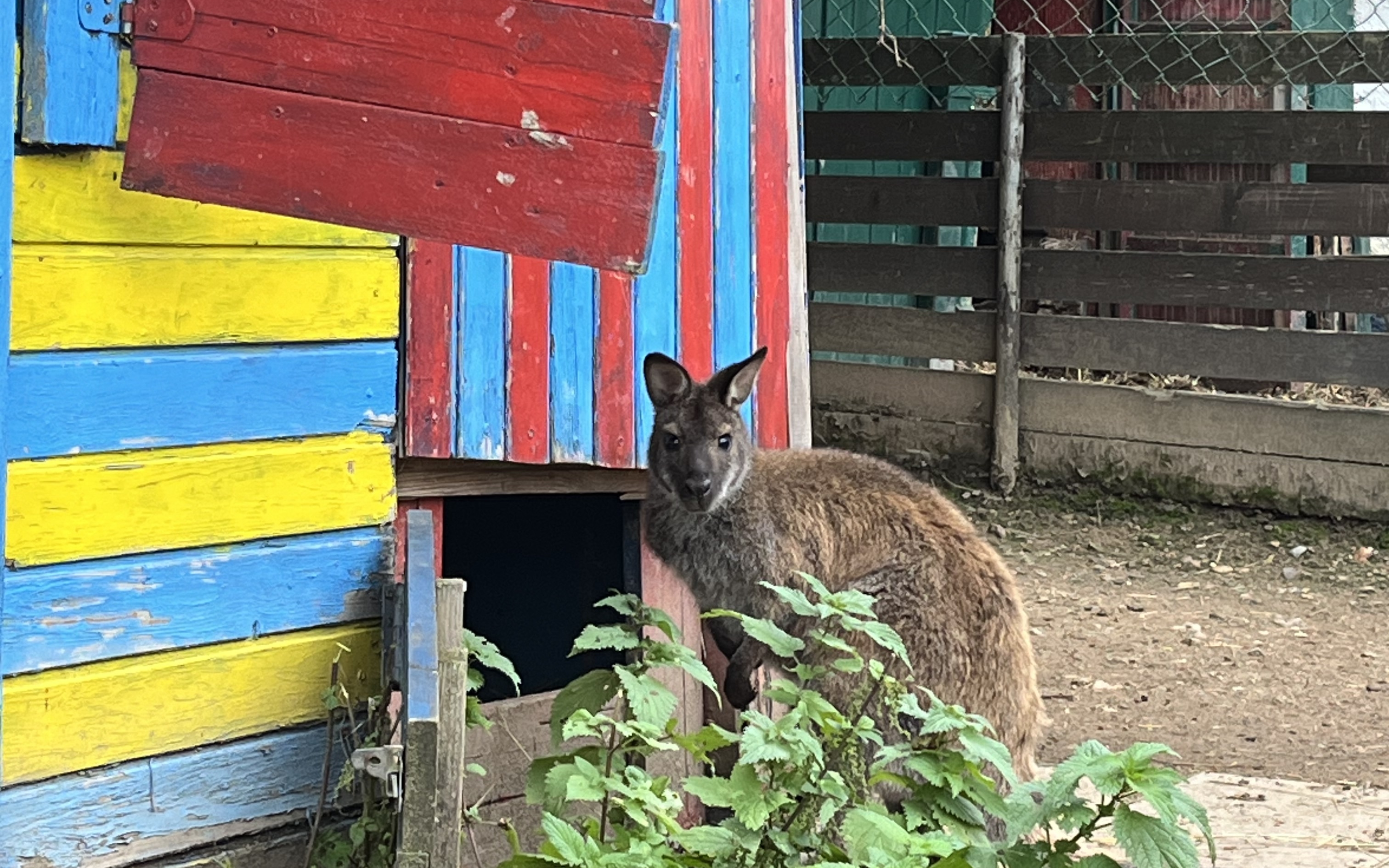 Kängurus im Garten? Was man über die Haltung wissen muss WNOZ