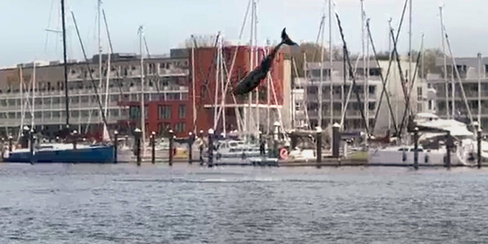 Mutmaßlich ein verspielter Delfin hat am Wochenende in der Lübecker Bucht für viel Aufsehen gesorgt.