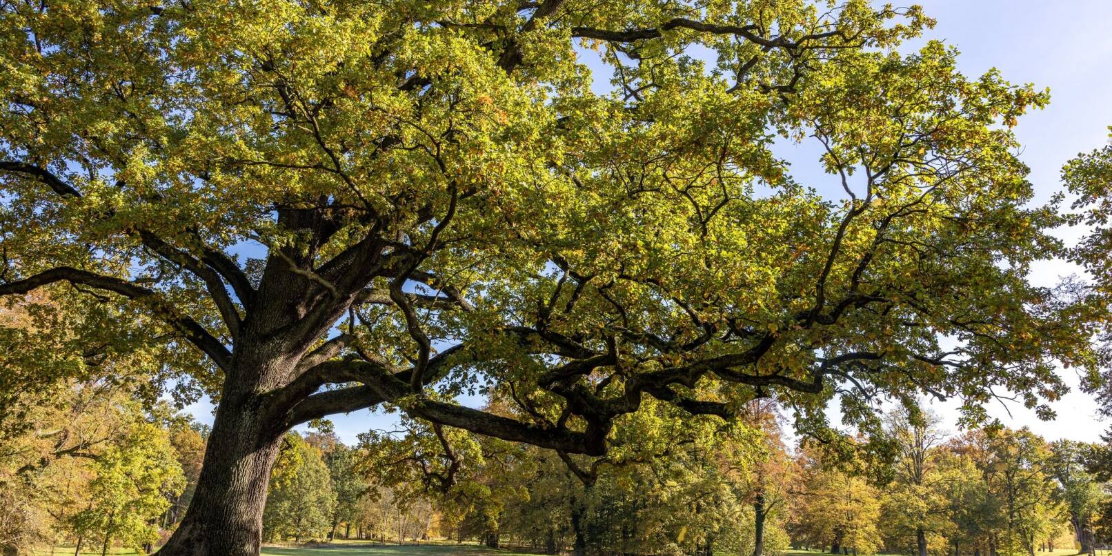 Eine Eiche «reckt» im Fürst-Pückler-Park in Bad Muskau einen langen Ast über eine Wiese. Auf jeden Menschen in Deutschland kommen geschätzt ganz grob 1000 Bäume.
