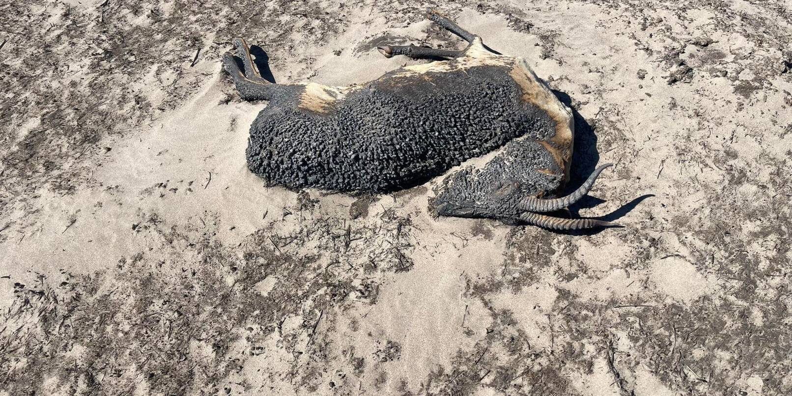 Die Überreste einer Gazelle, die einem Brand zum Opfer gefallen ist, liegen auf dem Boden. Durch die großen Steppenbrände in der östlichen Mongolei sind viele Gazellen getötet worden.