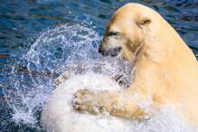 Junge Eisbärin Nana verlässt Zoo Hannover
