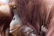 Jüngstes Orang-Utan-Mädchen im Rostocker Zoo heißt Khaleesi 
