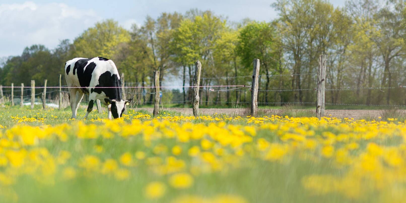 Idyllisch: Auf einer mit deftig grünem Gras und strahlend gelbem Löwenzahn übersäten Weide in Niedersachsen lässt es sich eine Kuh schmecken.