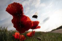 Insektensterben schreitet voran: Was kann der Einzelne tun?
