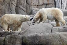 Eisbärenjunges im Hamburger Tierpark Hagenbeck geboren
