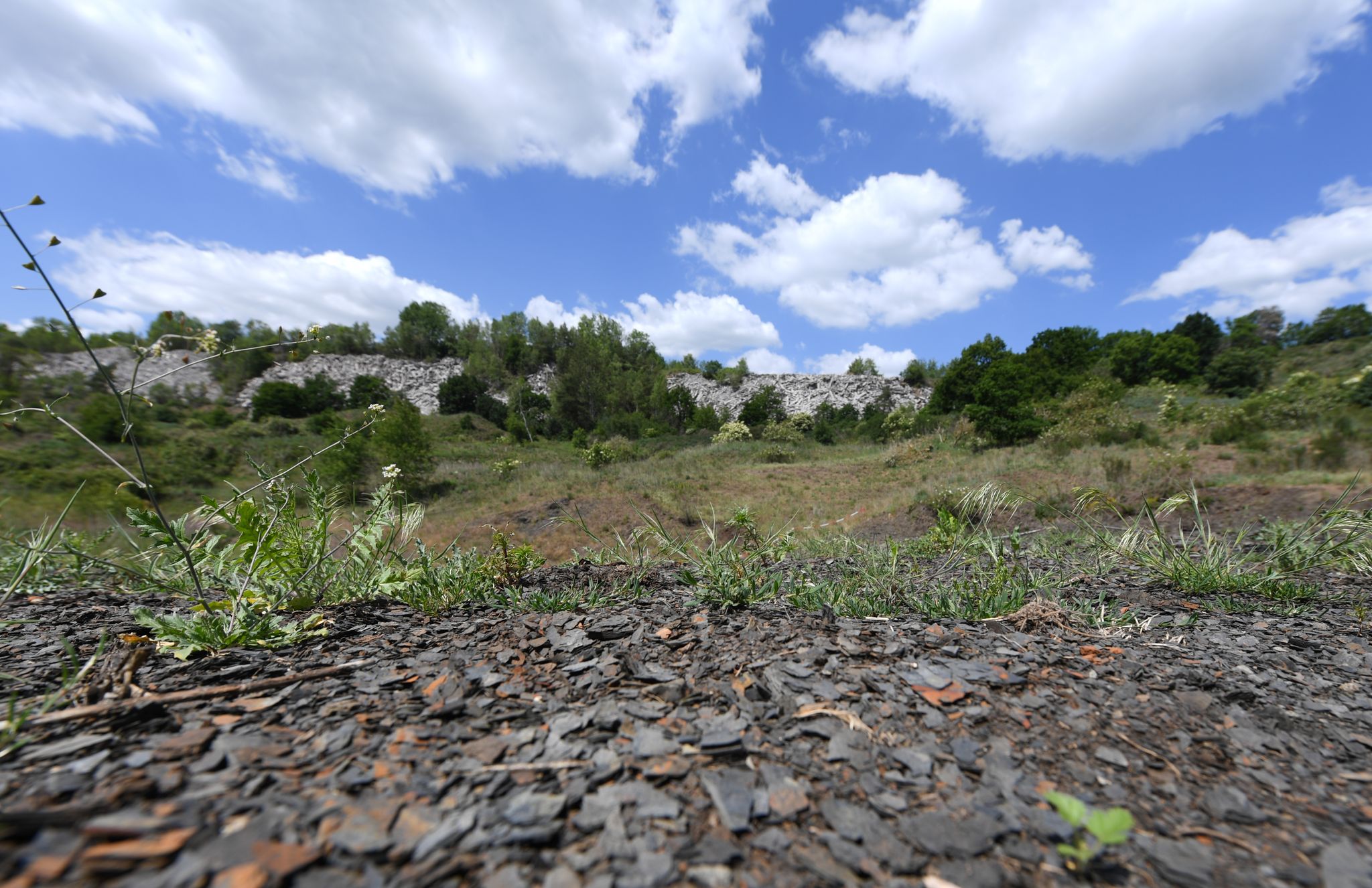 Mehr als 1.400 Lebewesen in Grube Messel dokumentiert | WNOZ