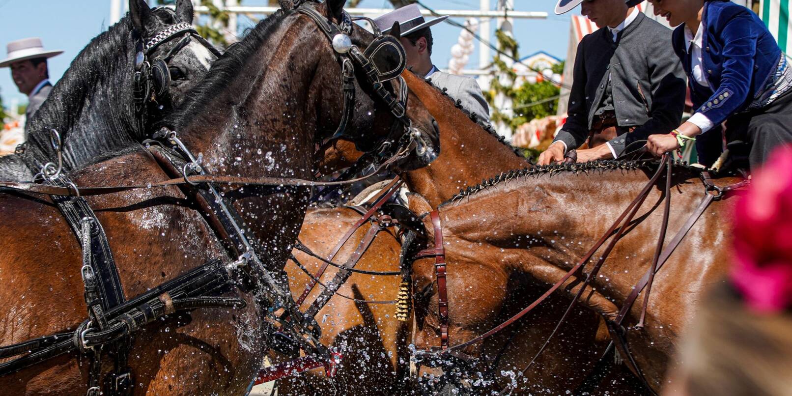 Pferde trinken trinken auf der heißen Aprilmesse in Sevilla Wasser.