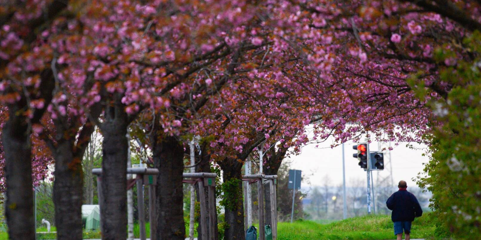 Japanische Nelkenkirschen stehen in Magdeburg in voller Blüte.