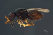 Winfried, die Wespe: Insekt nach Kretschmann benannt
