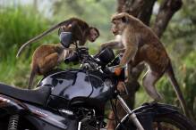Sri Lanka will 100.000 Affen loswerden

