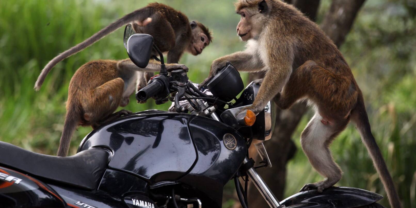 Ceylon-Hutaffen spielen auf einem Motorrad in Sri Lanka.