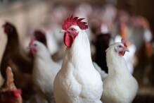 Vogelgrippe: Stallpflicht im Kreis Biberach
