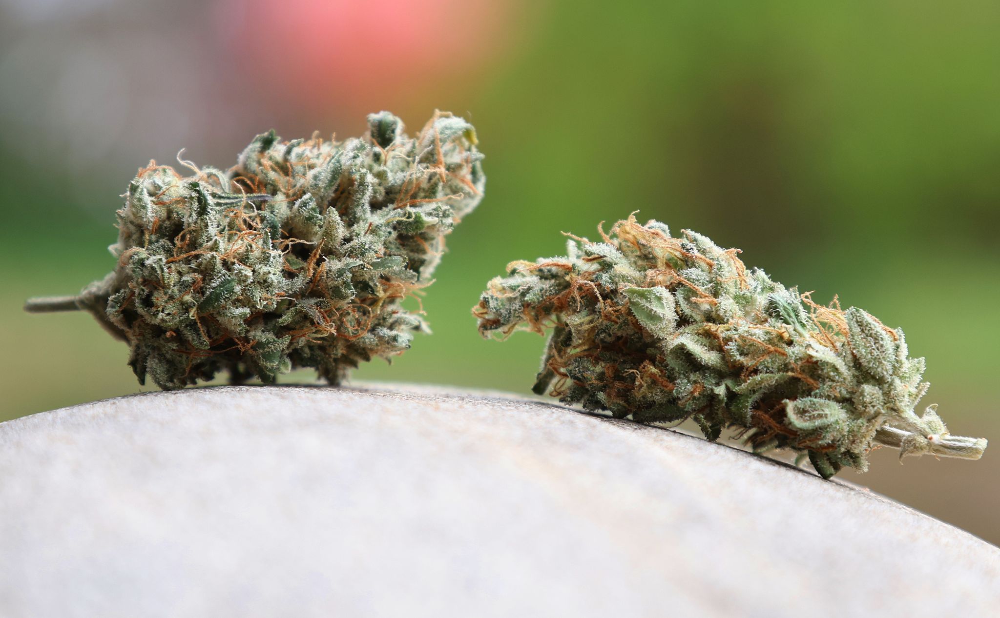 Cannabis-Importe im Jahr 2024 sprunghaft angestiegen | WNOZ