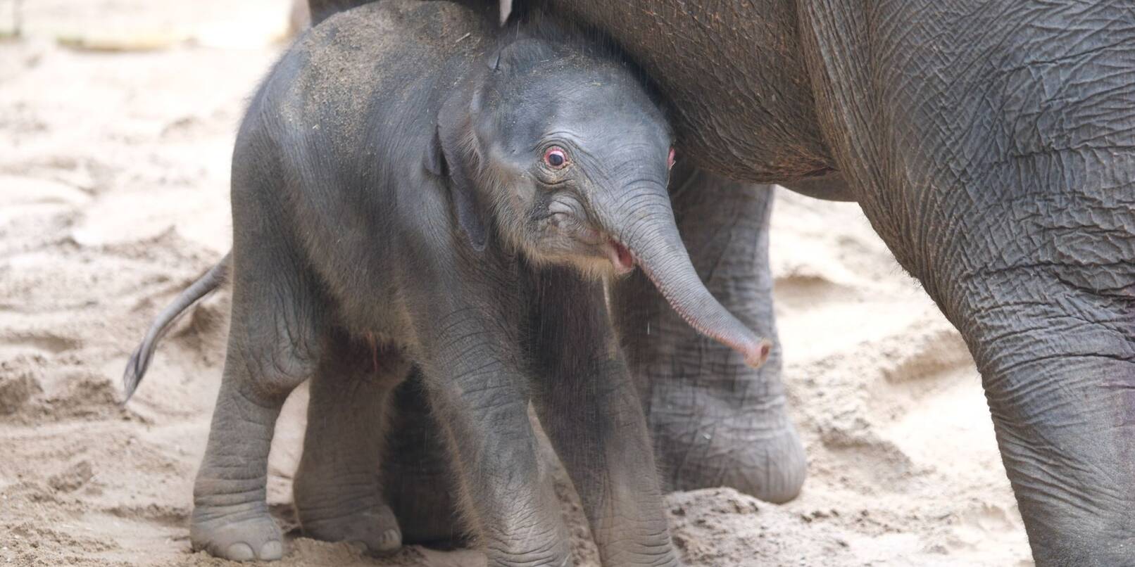 Ein noch namenloses Elefantenbaby steht im Leipziger Zoo bei der Herde. Leitkuh Kewa hat am frühen Samstagmorgen eine Tochter zur Welt gebracht.