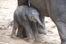 Wieder Elefant im Leipziger Zoo geboren
