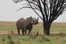 Auktion des weltgrößten Nashornzuchtprojekts geht zu Ende
