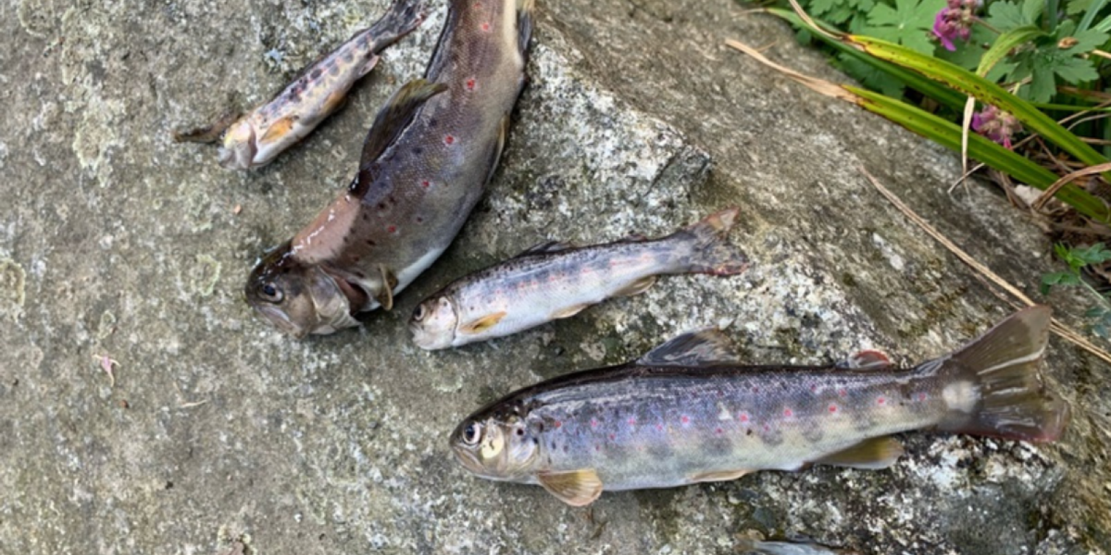 Im Bachlauf in Höhe der ehemaligen Bankfiliale von Zotzenbach sind am Dienstag die toten Fische in dem Gewässer entdeckt worden. Im Bachlauf in Höhe der ehemaligen Bankfiliale von Zotzenbach sind am Dienstag die toten Fische in dem Gewässer entdeckt worden.