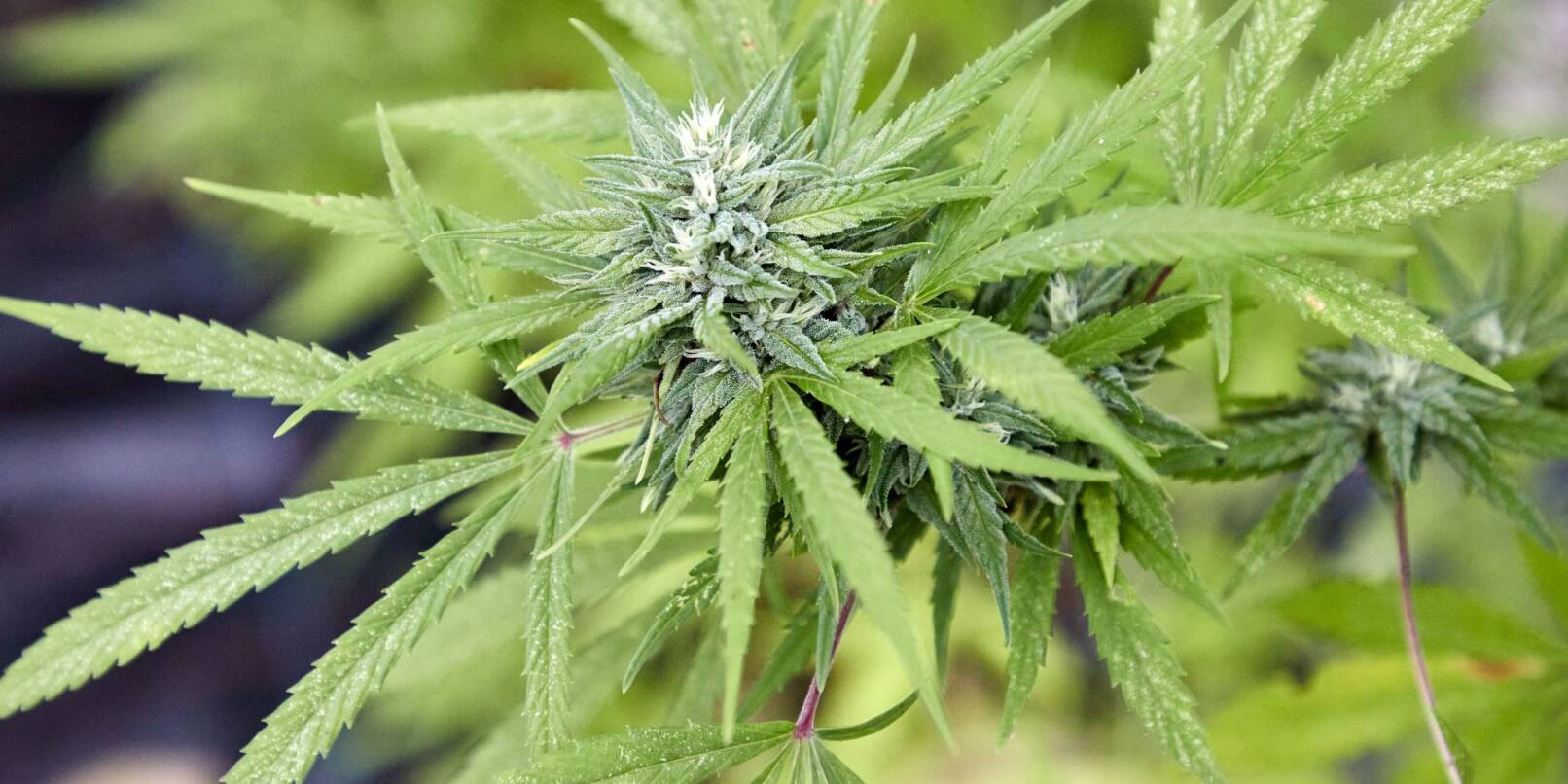 Der Angeklagte soll mehrere Hundert Kilo Marihuana nach Deutschland geschmuggelt haben. (Symbolbild) Der Angeklagte soll mehrere Hundert Kilo Marihuana nach Deutschland geschmuggelt haben. (Symbolbild)