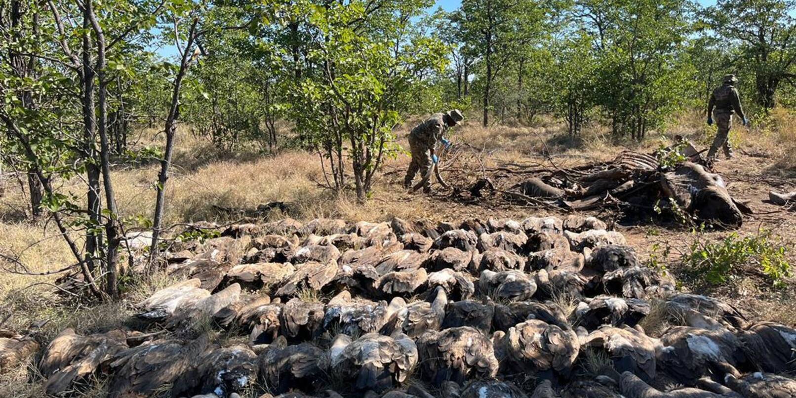 Diesen vergifteten Geiern konnten die Tierschützer nicht mehr helfen. Diesen vergifteten Geiern konnten die Tierschützer nicht mehr helfen.