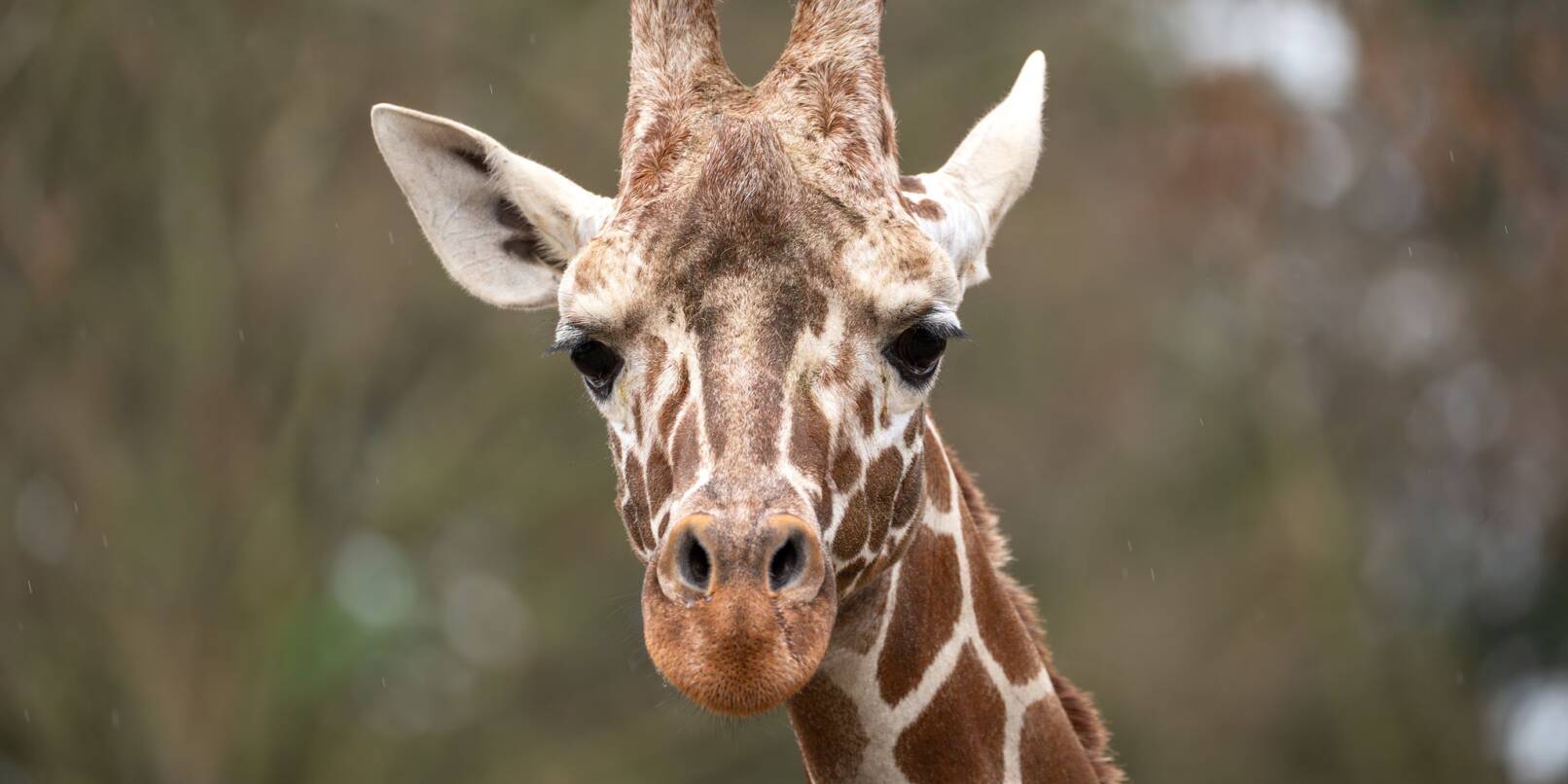 Der zweijährige Giraffenbulle Tilodi ist gestorben. Der zweijährige Giraffenbulle Tilodi ist gestorben.