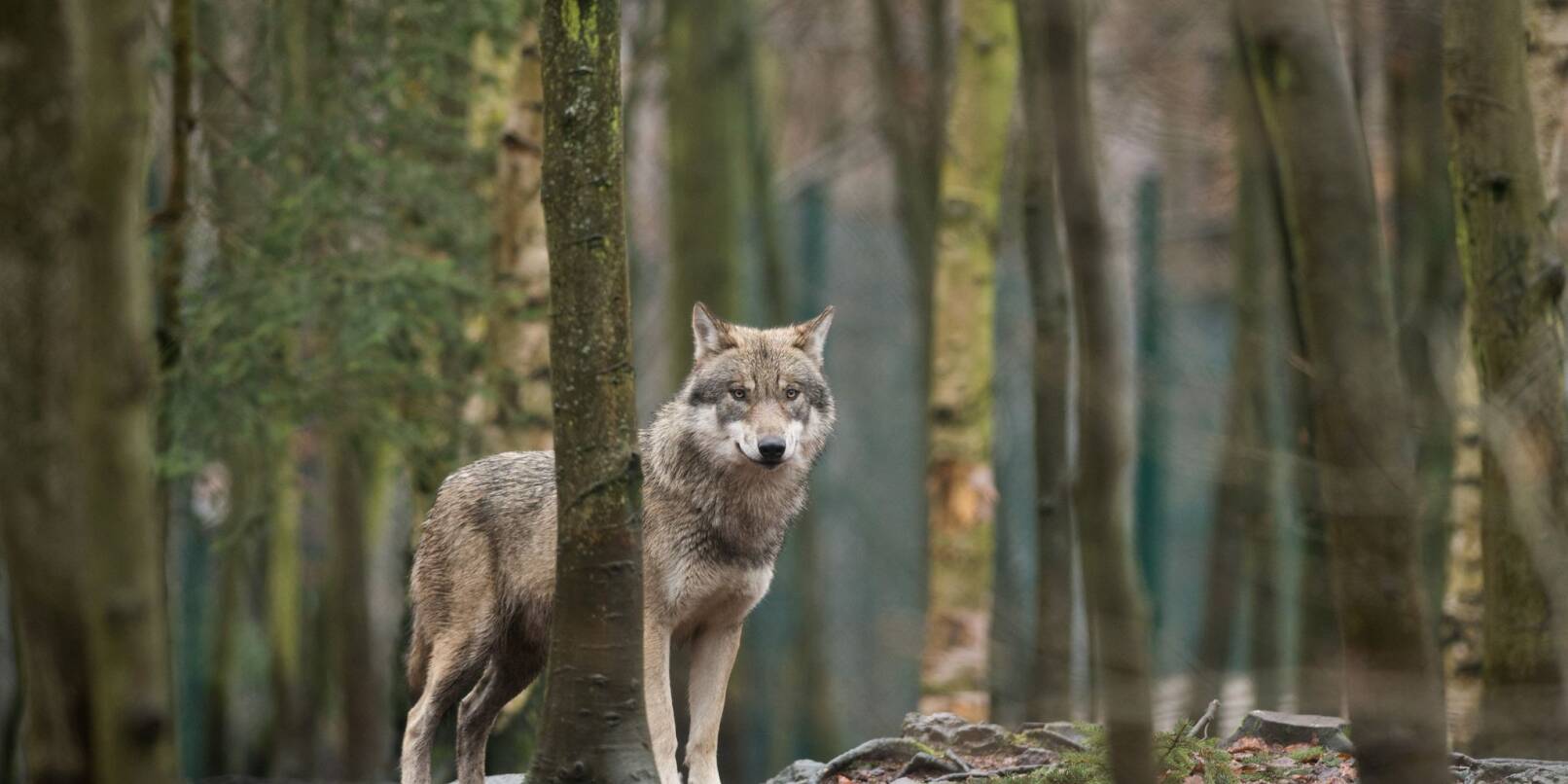 Das EU-Parlament entscheidet, den Wolf-Schutzstatus zu reduzieren. (Archivbild) Das EU-Parlament entscheidet, den Wolf-Schutzstatus zu reduzieren. (Archivbild)