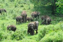 Problem-Elefant in Indien umgesiedelt
