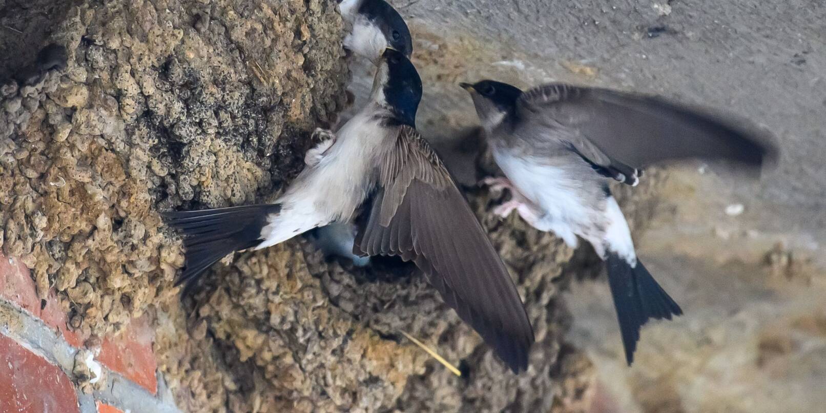 Mitmach-Aktion des NABU Hessen: Menschen sollen Vögel zählen und dem Naturschutzbund melden - und dabei ein besonderes Augenmerk auf Schwalben richten. (Archivbild) Mitmach-Aktion des NABU Hessen: Menschen sollen Vögel zählen und dem Naturschutzbund melden - und dabei ein besonderes Augenmerk auf Schwalben richten. (Archivbild)