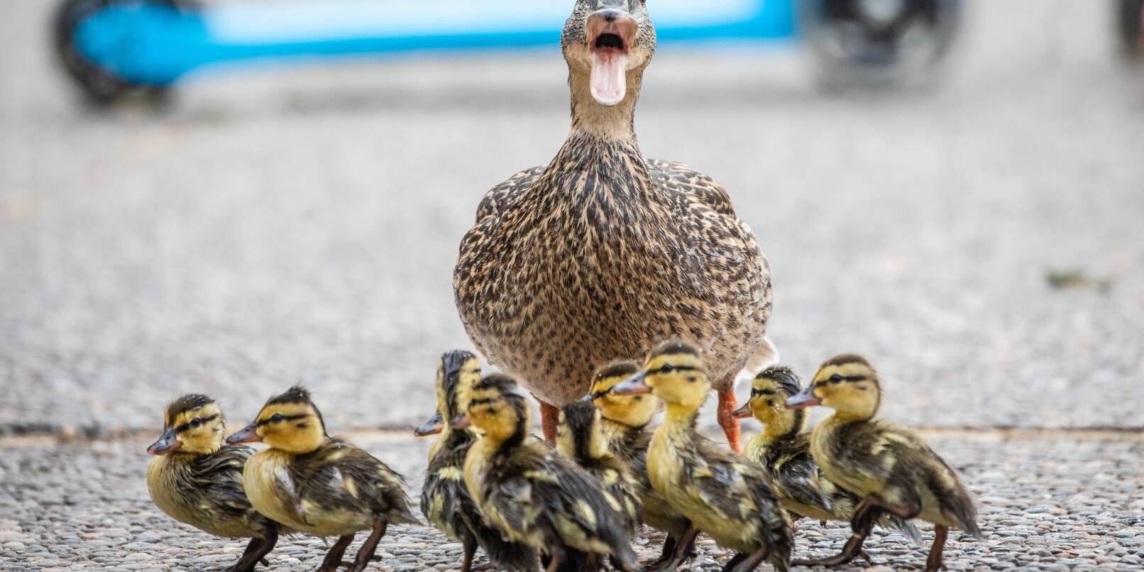 Die Brutzeit bei einigen Enten beginnt etwa Mitte März, die Küken schlüpfen dann im April oder Mai. (Archivbild) Die Brutzeit bei einigen Enten beginnt etwa Mitte März, die Küken schlüpfen dann im April oder Mai. (Archivbild)