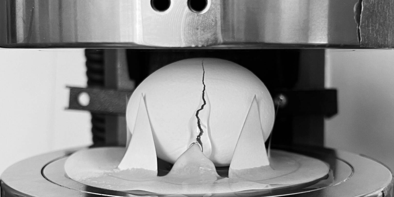 Die Forschenden ließen etliche Eier aus unterschiedlicher Höhe fallen. Außerdem prüften sie mithilfe eines Geräts, wie viel Druck ein Ei in welcher Position aushalten kann. Die Forschenden ließen etliche Eier aus unterschiedlicher Höhe fallen. Außerdem prüften sie mithilfe eines Geräts, wie viel Druck ein Ei in welcher Position aushalten kann.