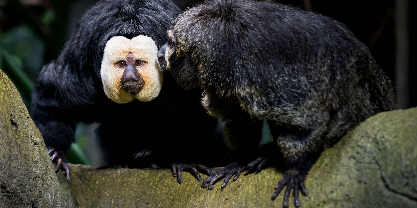 Touristen sollen die Weißkopfsakis am Schwanz gezogen und gefüttert haben - hier ist ein Tier aus der Schweiz zu sehen. Touristen sollen die Weißkopfsakis am Schwanz gezogen und gefüttert haben - hier ist ein Tier aus der Schweiz zu sehen.